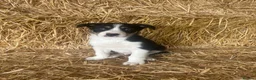 Border Collie dogs for sale: Border Collies Tri Coloured - Advert 2