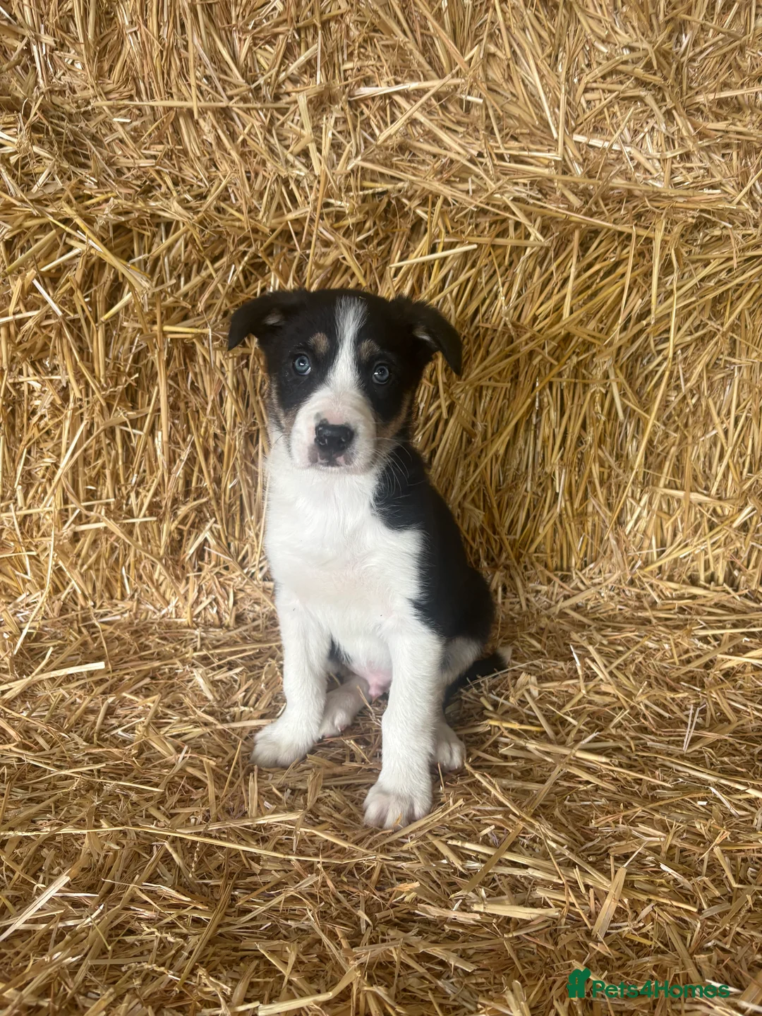 Border Collie dogs for sale: Border Collies Tri Coloured - Advert 2