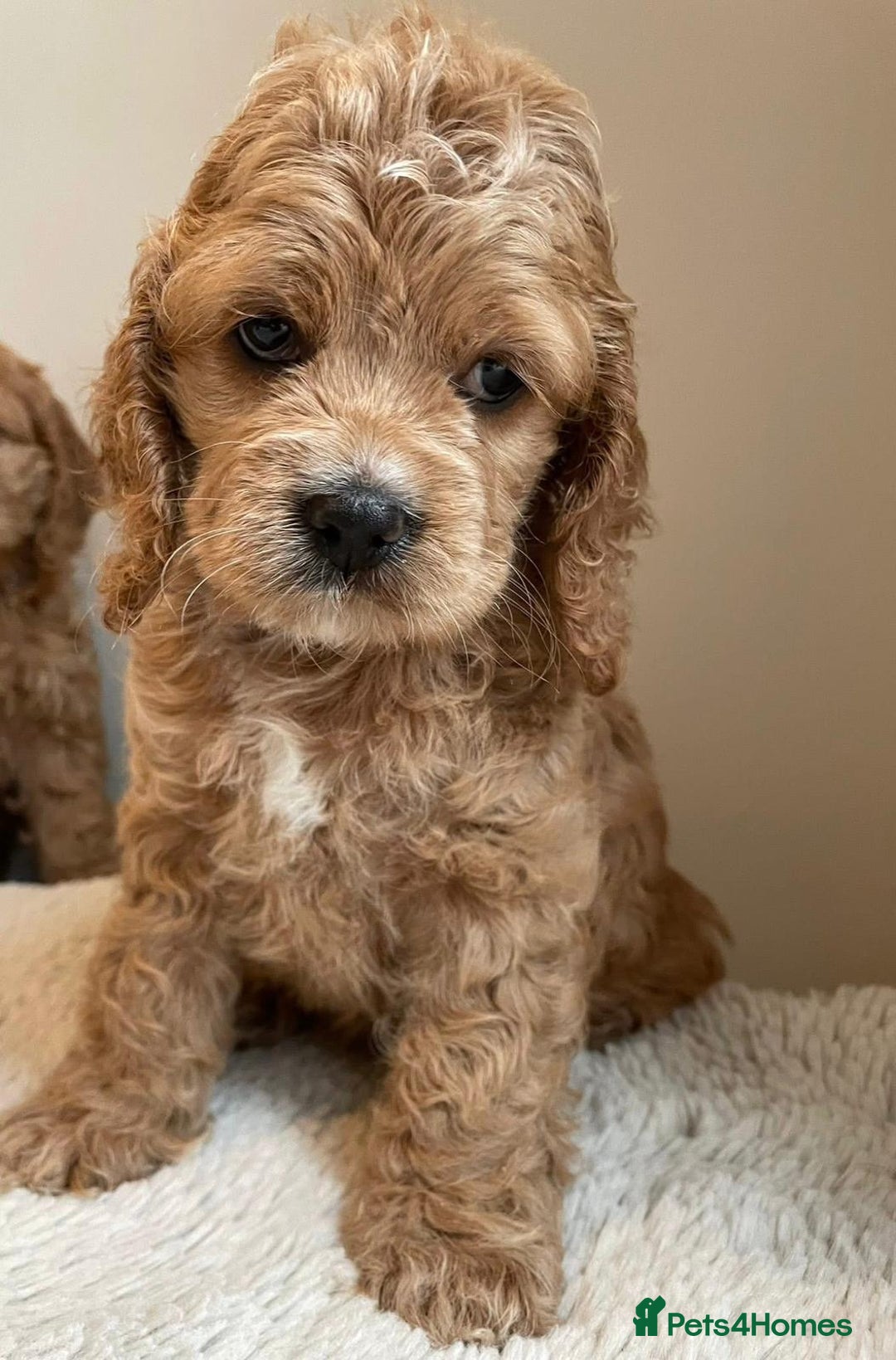 Cavapoo dogs for sale: Cavapoo puppies - Advert 2