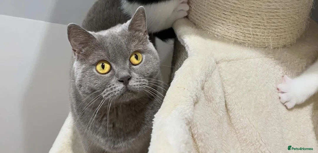 British Shorthair cats for sale: BSH adult female 3 years old  - Advert 4