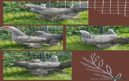 Chickens poultry for sale: Colombian Pekins - Image 7