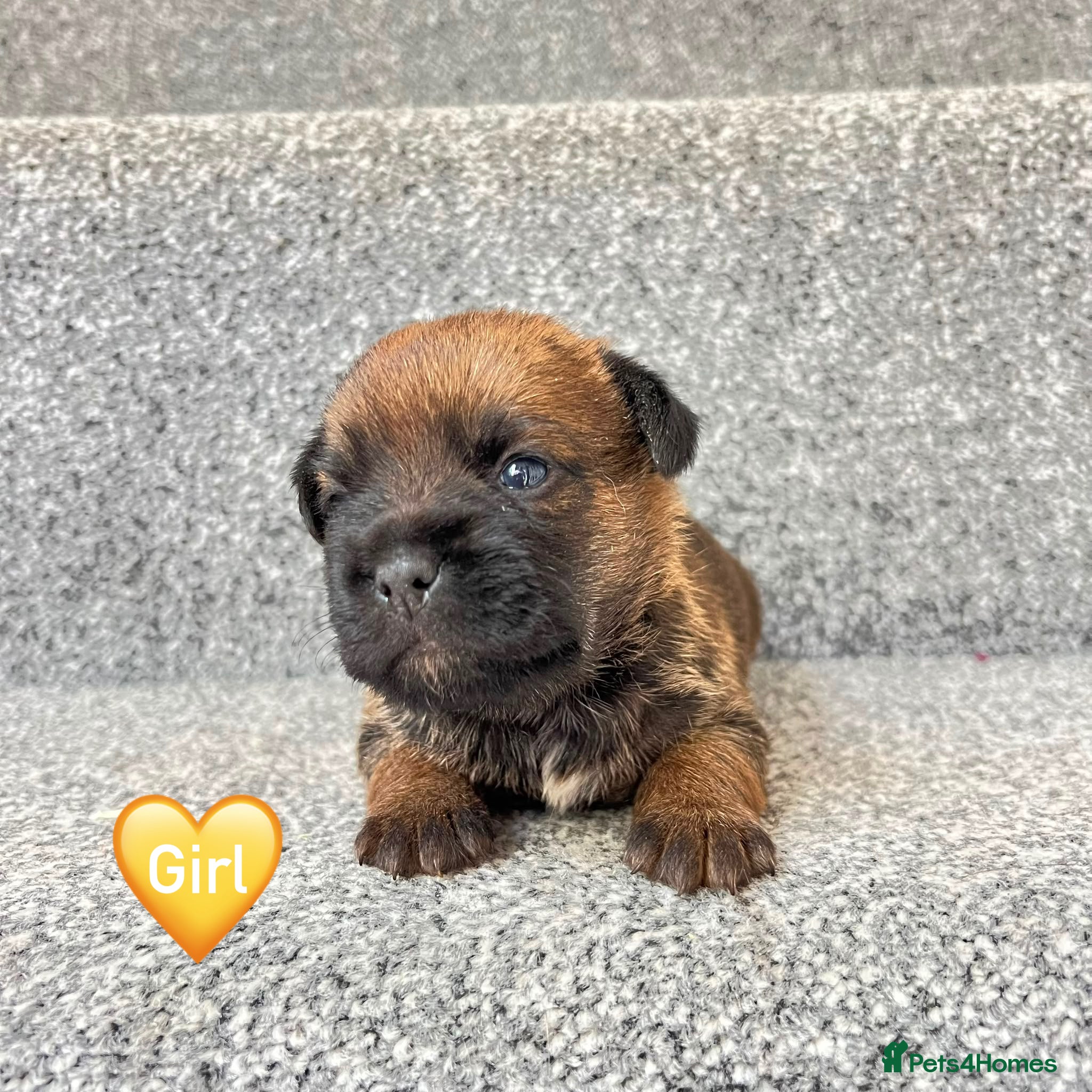 Border Terrier dogs BEAUTIFUL BORDER TERRIER PUPPIES  - Advert 2