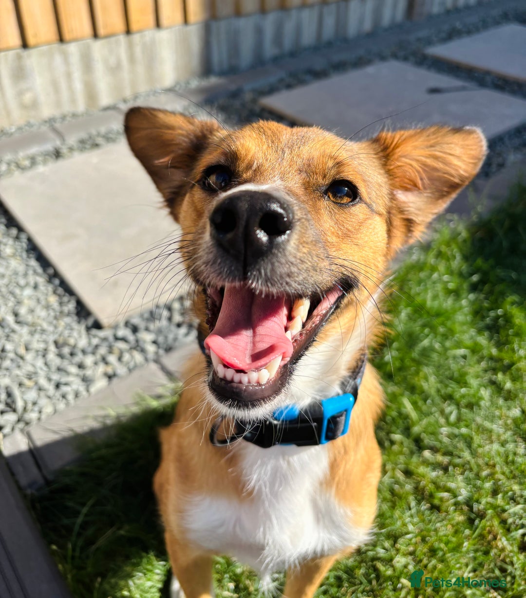 Mixed Breed dogs for sale: Mina  - Image 1