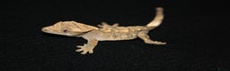 Gecko reptiles for sale: Crested geckos - Advert 12