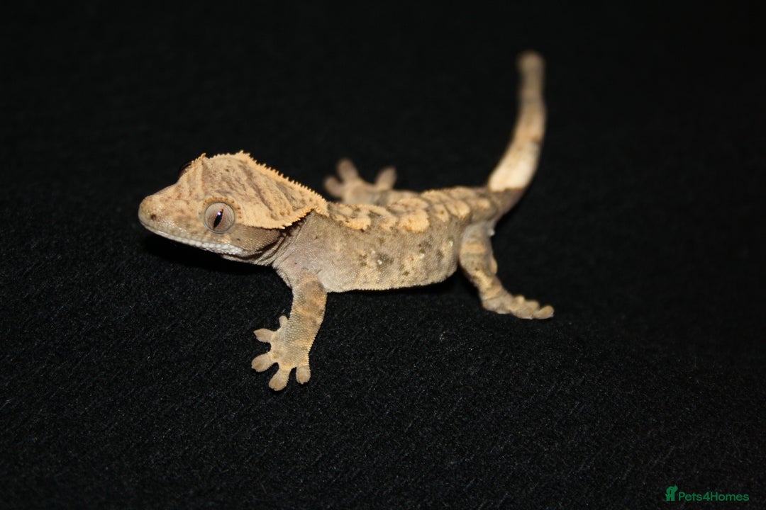 Gecko reptiles for sale: Crested geckos - Image 12