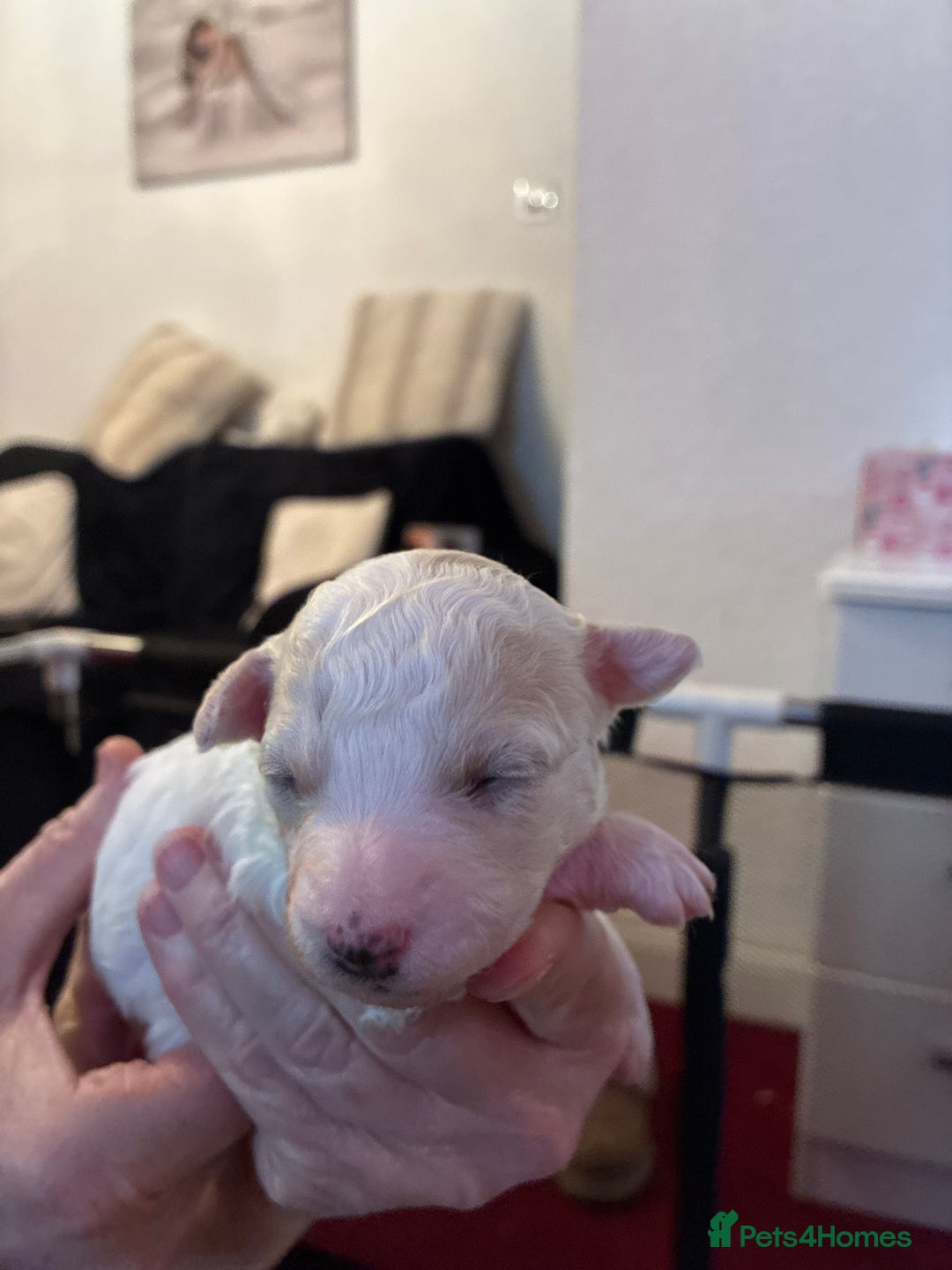 Mixed Breed dogs for sale: Stunning litter of Cavapoochon puppies - Advert 14