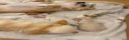 Chihuahua dogs for sale: White long hair Apple head chihuahua  - Advert 16