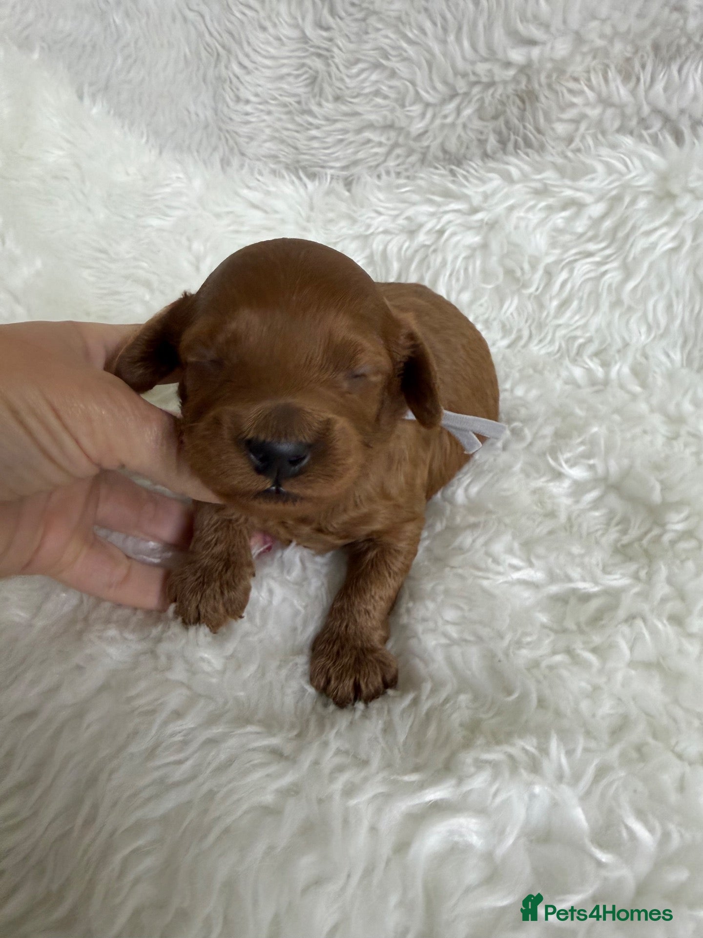 Cavapoo dogs Top quality, health tested F1b Cavapoo babies - Advert 2