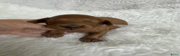 Cavapoo dogs for sale: Top quality, health tested F1b Cavapoo babies - Advert 2