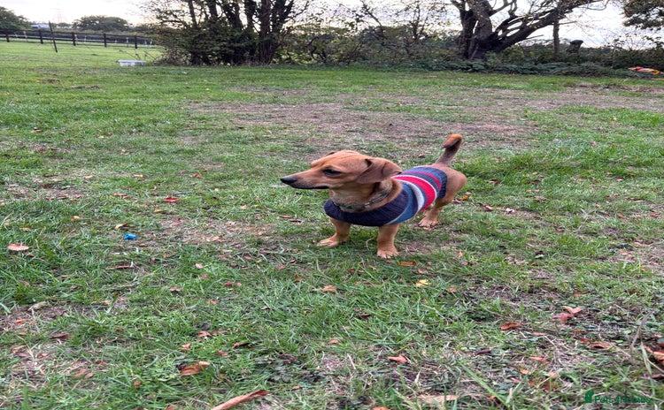 Chiweenie dogs - Advert 1