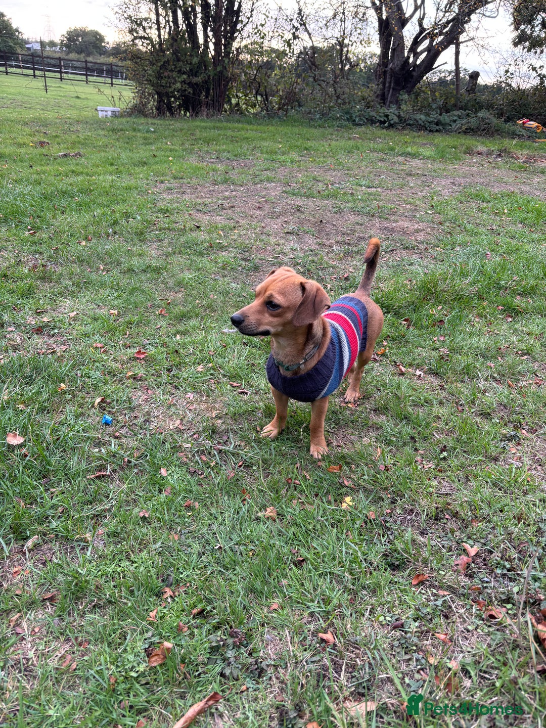 Chiweenie dogs for sale: Beautiful boy looking for forever home  - Image 1