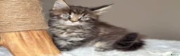 Maine Coon cats for sale: Now 2 TICA Registered Mainecoon kittens  - Advert 2