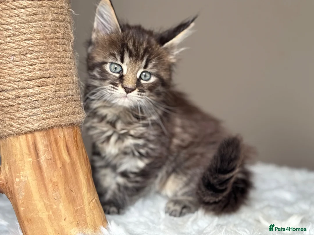 Maine Coon cats for sale: Now 2 TICA Registered Mainecoon kittens  - Advert 2