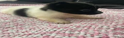 Pomchi dogs for sale: Pomchi puppies - Advert 9