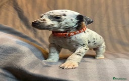 Dalmatian dogs for sale: Ready to Home Dalmatian Puppies  - Image 40