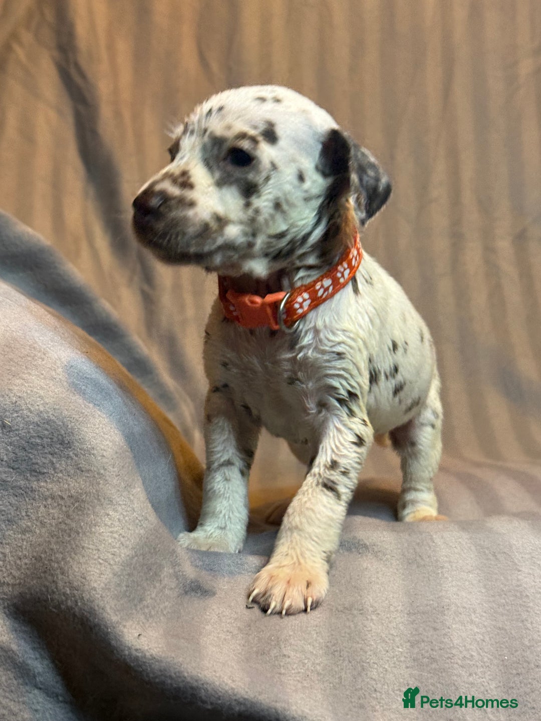 Dalmatian dogs for sale: Ready to Home Dalmatian Puppies  - Image 40