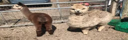 Alpaca livestock for sale: Alpaca Herd available  - Advert 5