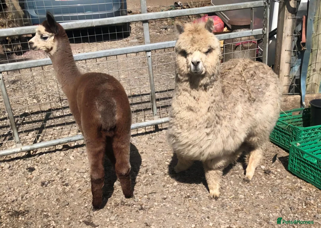 Alpaca livestock for sale: Alpaca Herd available  - Advert 5