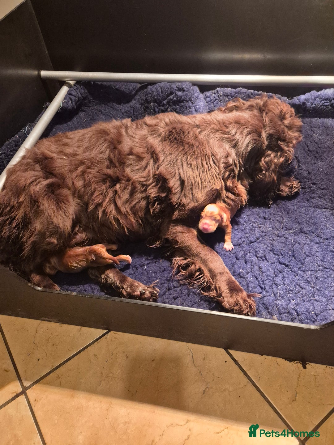 Cocker Spaniel dogs for sale: Superb pup - Advert 1