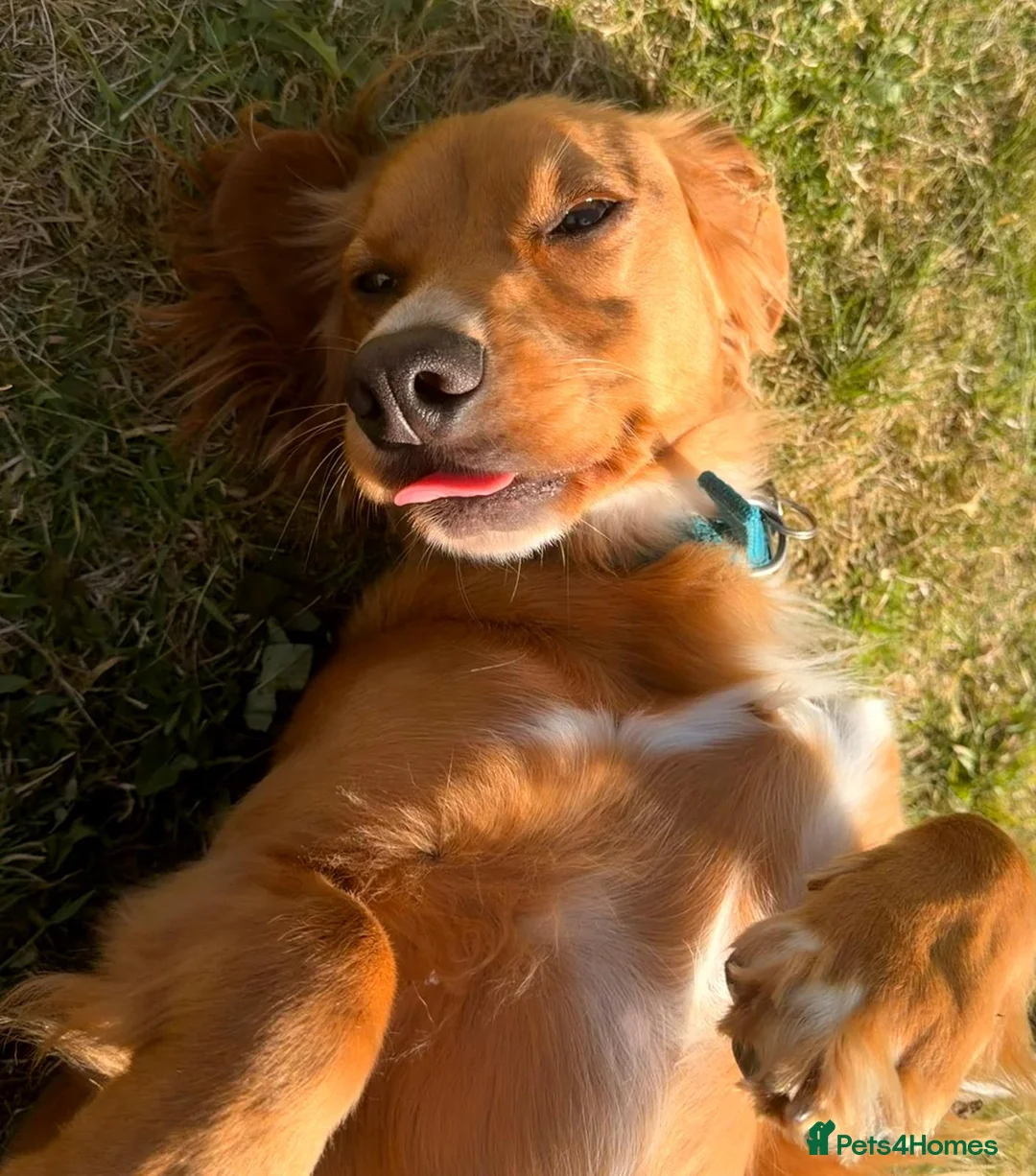 Cocker Spaniel dogs for adoption: Kairo the Gorgeous Goofy Golden Boy - Advert 2