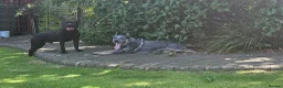 Australian Cattle Dog dogs for sale: Beautiful 7 month pup needs re-homing - Advert 5