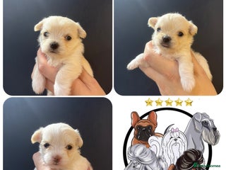 Malshi dogs OUTSTANDING TINY MALCHI GIRLS 🥰 - Advert 11