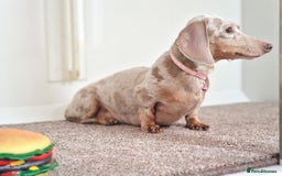 Dachshund dogs for sale: TIA LOOKING FOR A NEW HOME  - Image 2