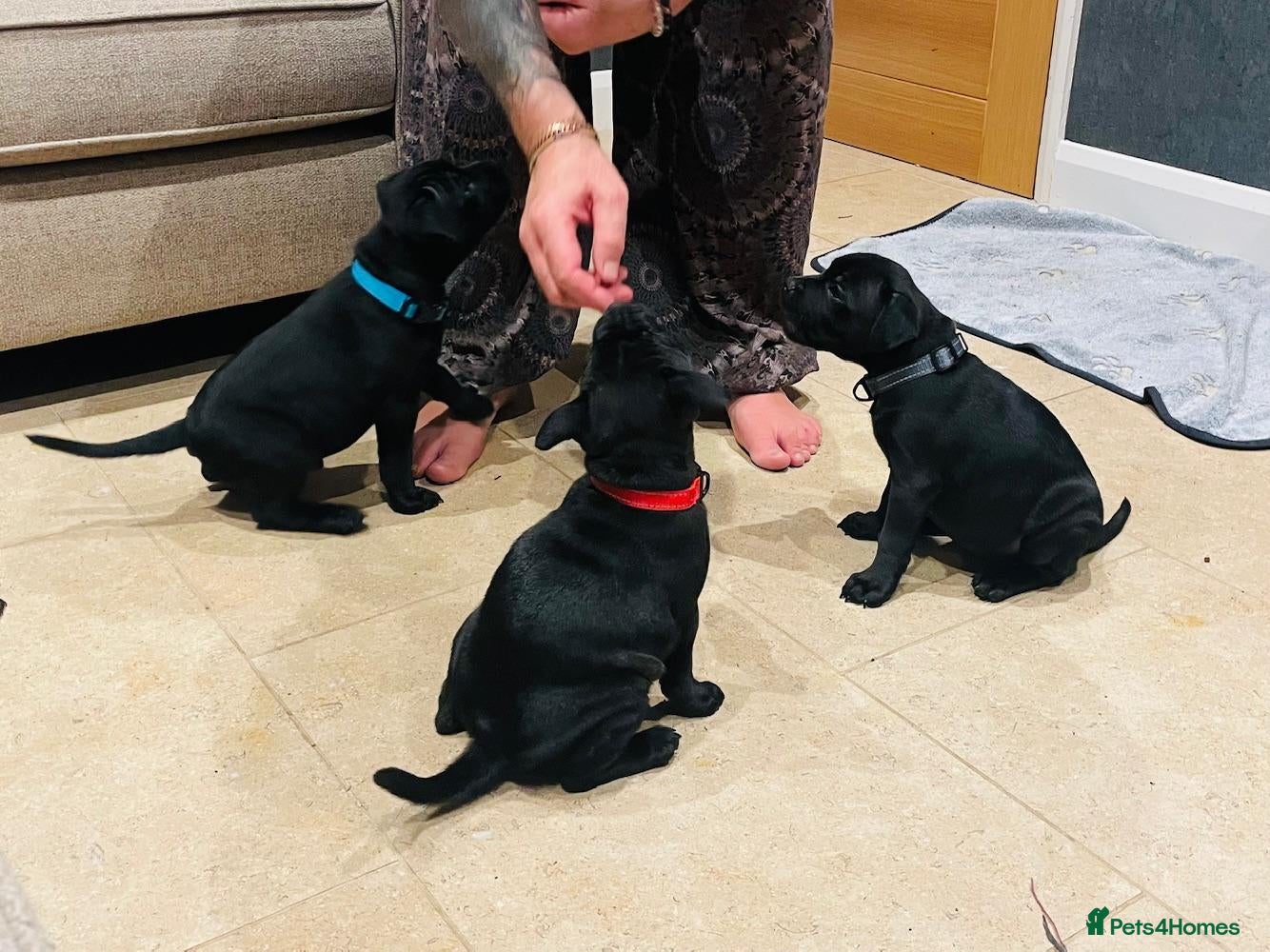 Staffordshire Bull Terrier dogs ✨ READY NOW ✨2 Black Brindle Girls 🩷 🐾 🩷 🐾 - Advert 1