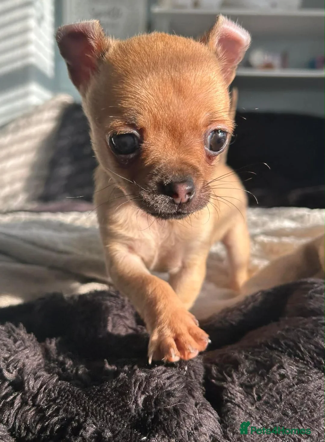 Chihuahua dogs for sale: Chihuahua female puppy, Ready now in Blackpool - Advert 2