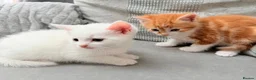 Mixed Breed cats for sale: Adorable kittens ready for their new homes - Advert 16