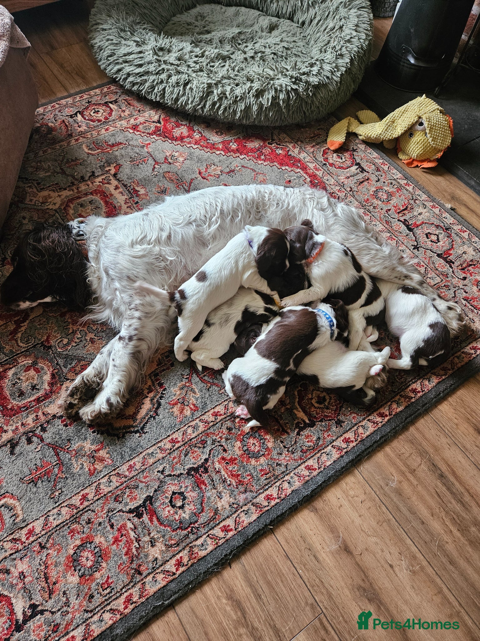English Springer Spaniel dogs KC reg Springers, all bitch's - Advert 1