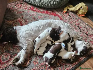English Springer Spaniel dogs KC reg Springers, all bitch's - Advert 1