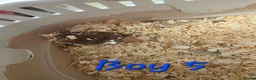 Hamster rodents for sale: Syrian hamsters  - Advert 8