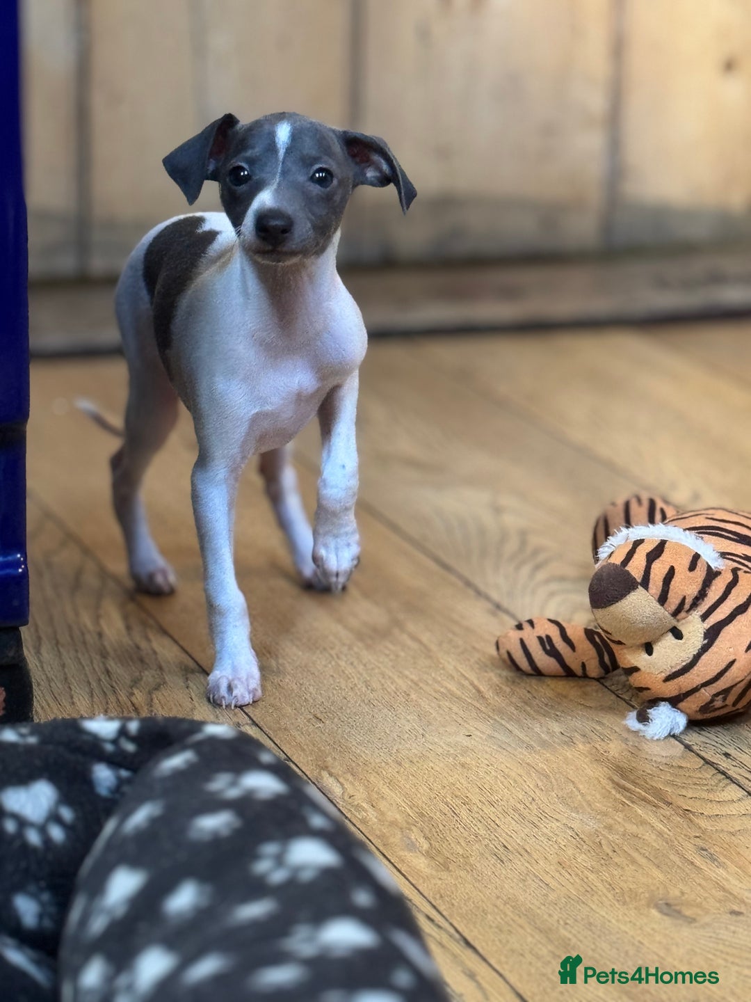 Italian Greyhound dogs for sale: Outstanding repeat mating litter  - Advert 14
