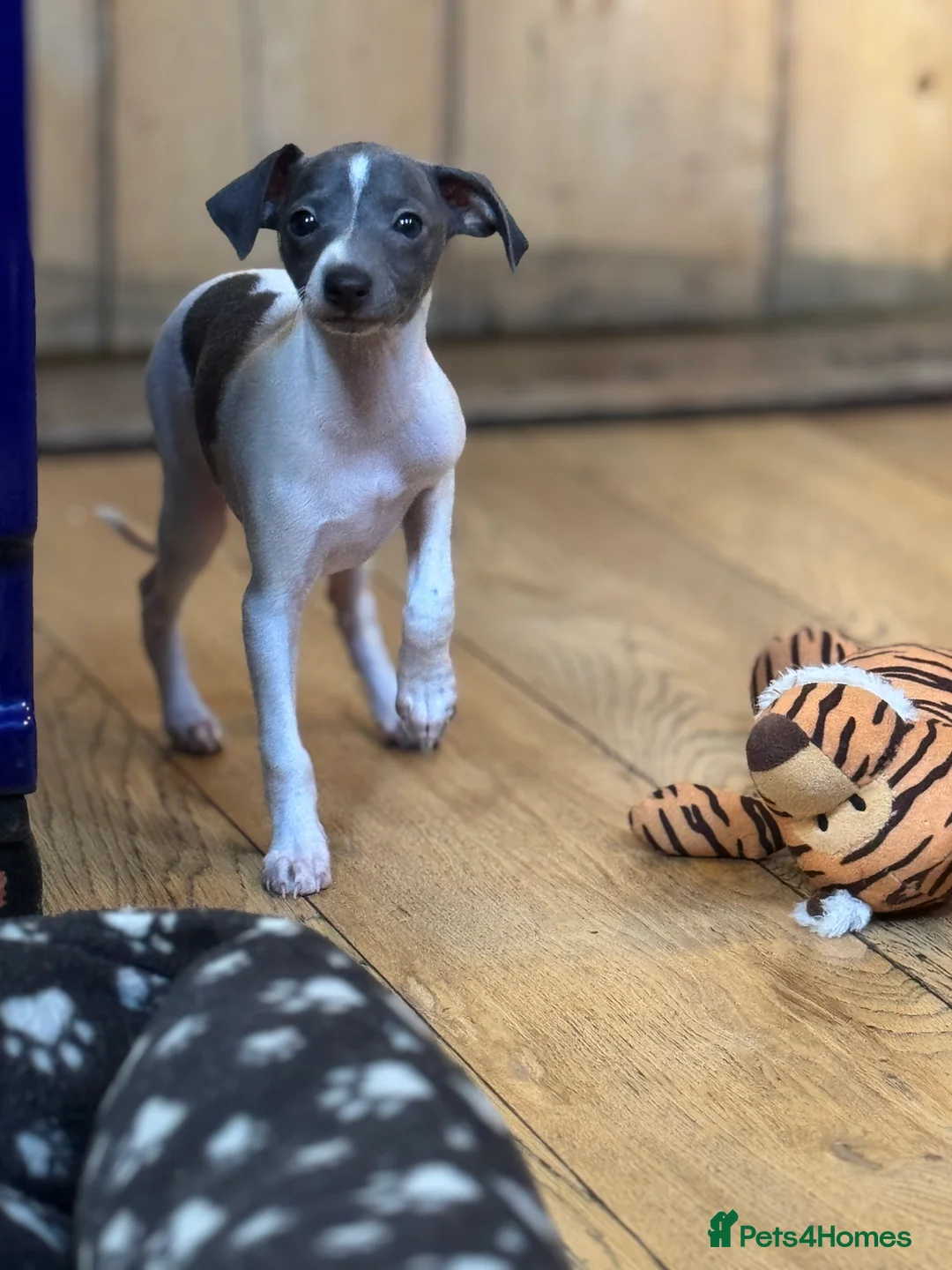 Italian Greyhound dogs for sale: Outstanding repeat mating litter ONE FEMALE LEFT - Advert 14