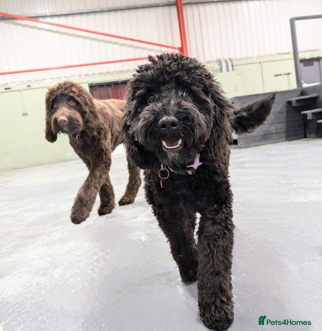 Australian Labradoodle dogs for sale: Reduced-Multigen Aussie Labradoodles curly/nonshed - Image 8