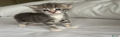 Mixed Breed Kitten 2