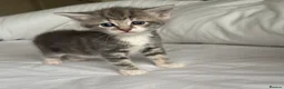 Mixed Breed cats for sale: Kittens  - Advert 2
