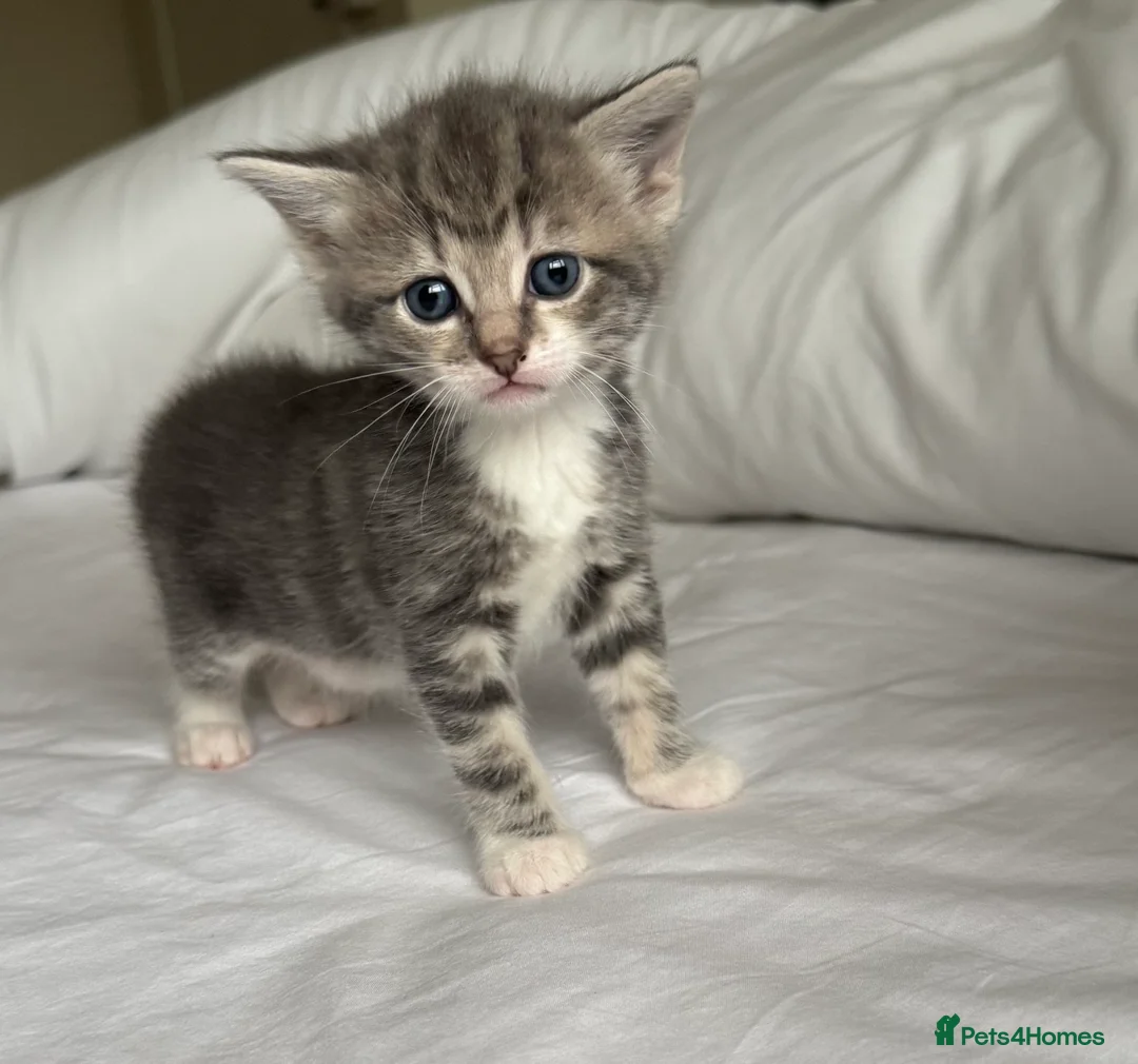 Mixed Breed cats for sale: Kittens  - Advert 2