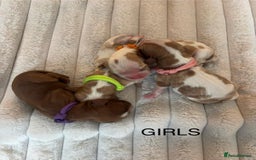 Cavalier King Charles Spaniel dogs for sale: KC REG CAVALIER KING CHARLES PUPPIES  - Image 5