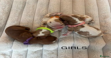 Cavalier King Charles Spaniel dogs - Advert 10