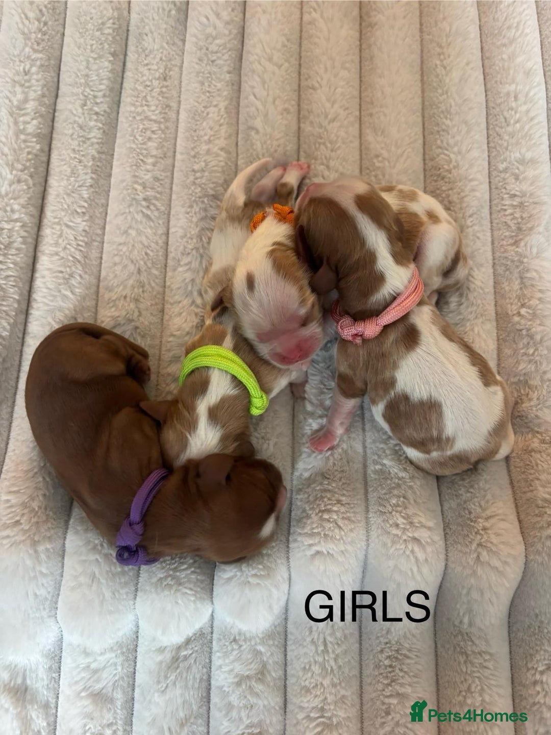 Cavalier King Charles Spaniel dogs for sale: KC REG CAVALIER KING CHARLES PUPPIES  - Image 5