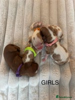 Cavalier King Charles Spaniel dogs - Advert 10