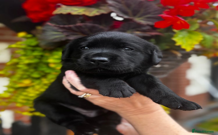 Labrador Retriever dogs - Advert 16