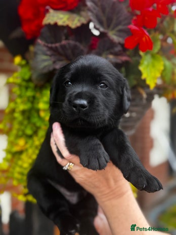 Labrador Retriever dogs - Advert 2