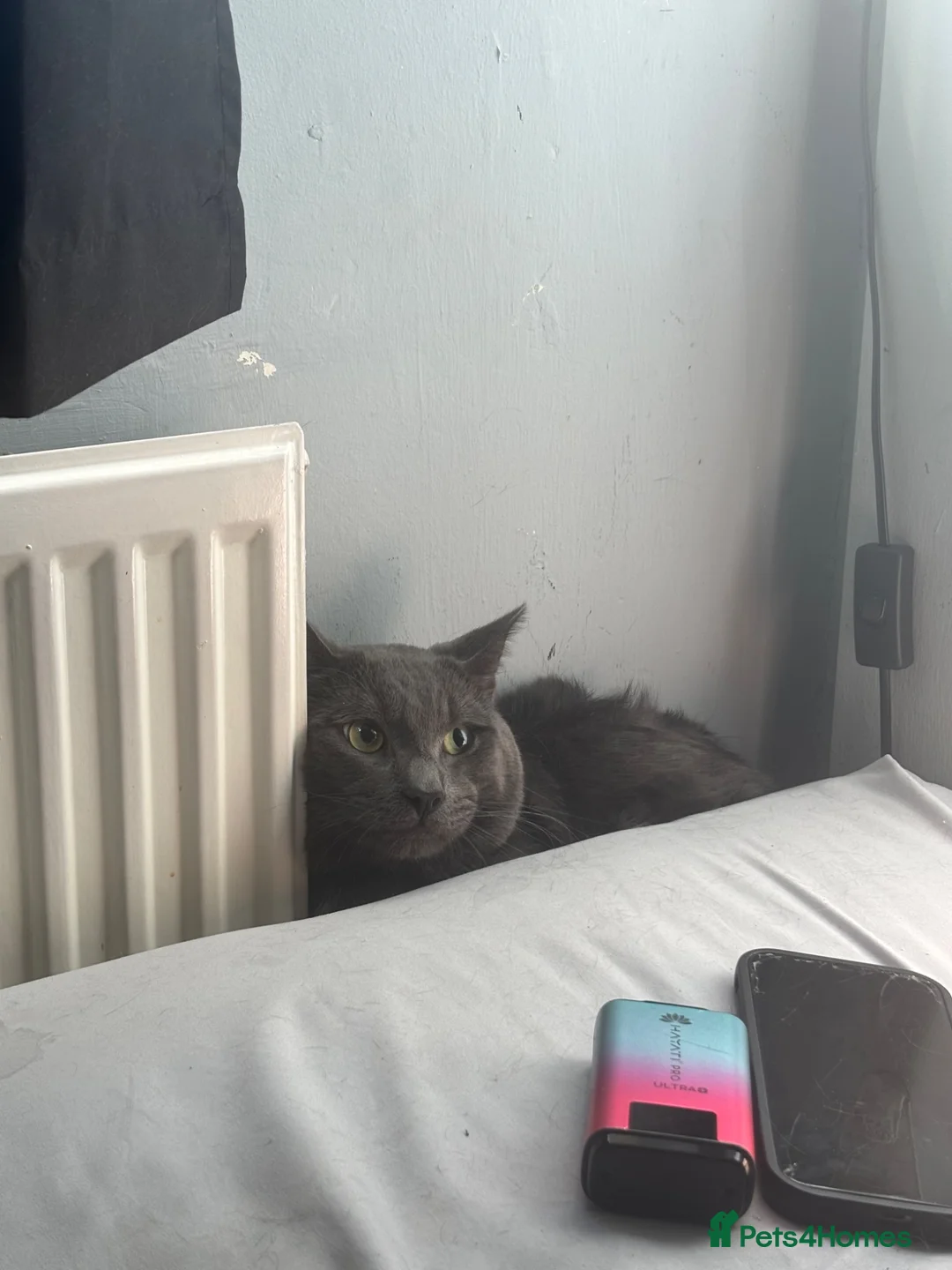 Mixed Breed cats for sale: Dusty  - Advert 6