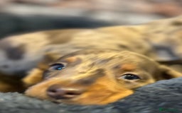 Miniature Dachshund dogs for sale: Stunning Miniature Smooth Dachshund - Image 4