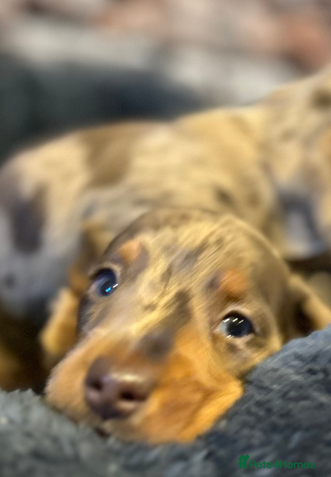 Miniature Dachshund dogs for sale: Stunning Miniature Smooth Dachshund - Image 4