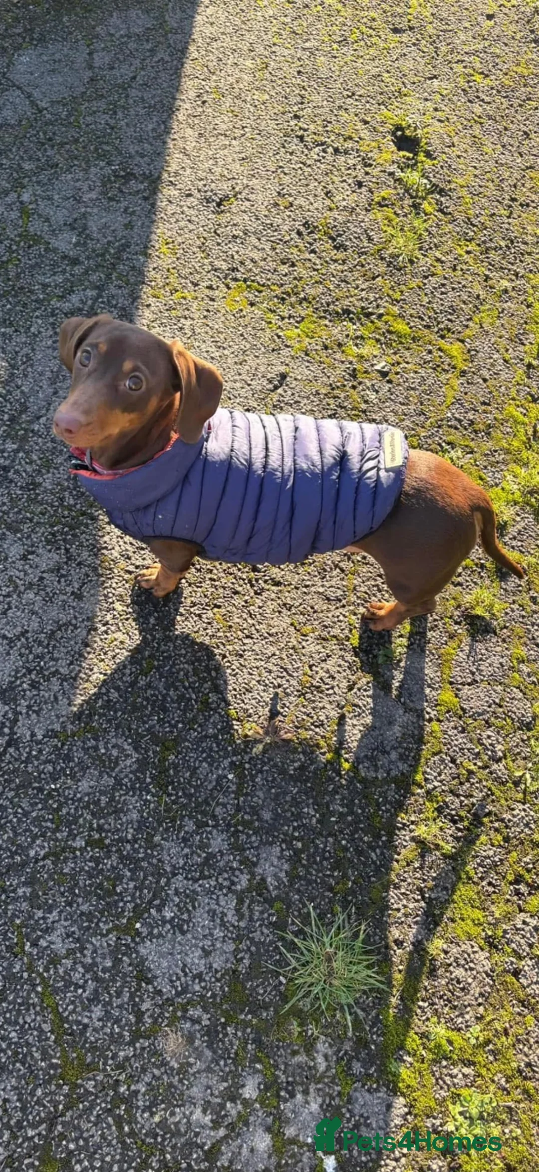 Miniature Dachshund dogs for sale: Two Beautiful Miniature Dachshunds  in Manchester - Advert 1