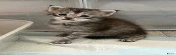 Maine Coon cats for sale: Silver Tabby mainecoon - Advert 3
